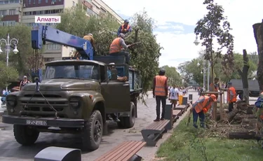 Арбаттағы ағаштарды заңсыз кескен кәсіпкер жазасын алады