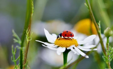 16-22 шілде аралығына арналған ауа райы болжамы