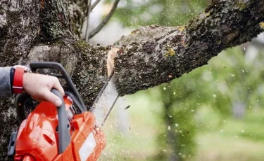 Жол апатынан кейін Құлжа тасжолы бойындағы ағаштар кесіліп жатыр