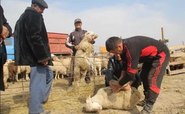 Где пройдут обряды жертвоприношения в Алматы 