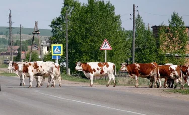 Омбы – Майқапшағай тас жолында КамАЗ көлігі 11 сиырды басып кетті (видео)