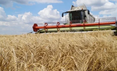 20 миллионов тонн зерна планируют собрать аграрии во время уборочной кампании