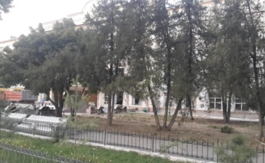 Уникальные самшитовые аллеи вырубили под корень в Шымкенте