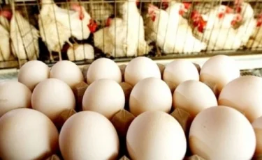 Қырғызстан Қазақстаннан жұмыртқа мен құс етін кіргізуге шектеу қойды