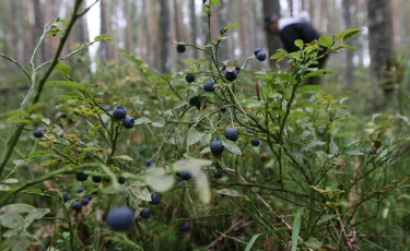 Жерасты құбыжығы оянды ма? Куәгер қорқынышты құбылысты видеоға түсірді 