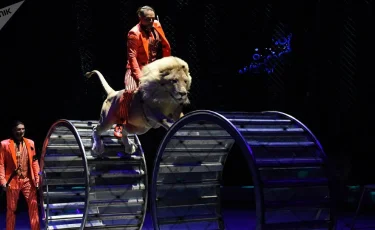 Қыздың жан дауысы шықты: Циркте болған сұмдық (видео)