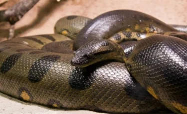 Жұтқалы жатты: 4 метрлік алып питон бала ұйықтап жатқан үйге кіріп кеткен