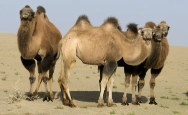 Қазақтың түйелерін арабтар ұшақпен әкетуде