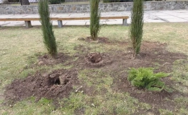 Жители Усть-Каменогорска воруют саженцы в городских парках