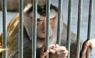 Маймыл жаңа туған нәрестені анасының құшағынан тартып алып, тістеп өлтірді