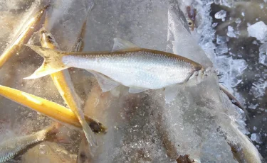 ШҰҒЫЛ: БҚО-да 1 миллионға жуық балық қырылып қалды