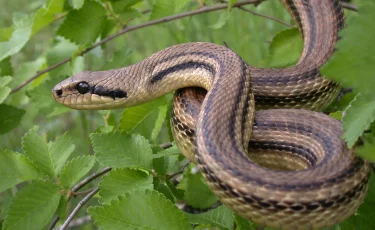 Әйел омырауымен жыландарды емізуге мәжбүр болған