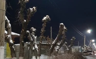 Вместо деревьев в Петропавловске оставили обрубки