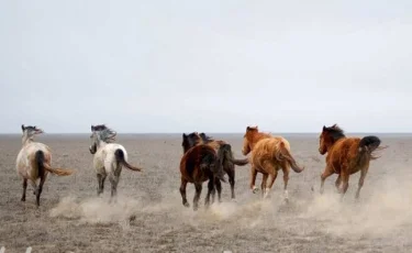 Второй раз украли лошадей у жителя Туркестанской области