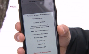 Алматыдағы 2 млн ағаш туралы деректі арнайы мобильді қосымшадан білуге болады