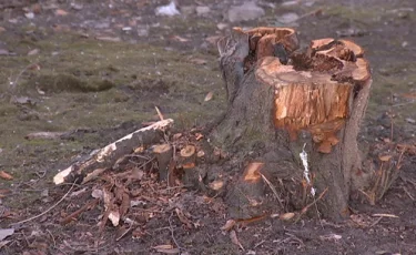 Алматылықтар рұқсатсыз ағаш кескендерге қатаң жаза қолдануды талап етіп отыр