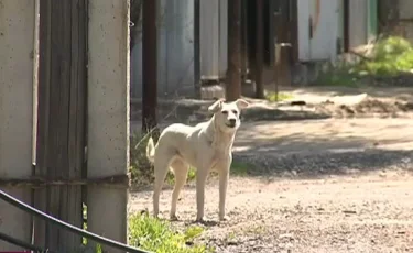 Для отлова бродячих животных внедрили гуманный и эффективный способ - ветеринары Алматы