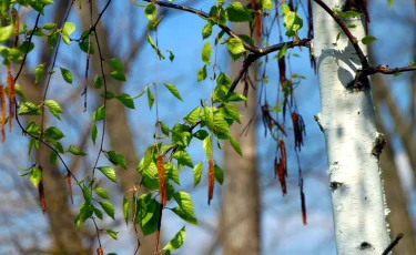 9 мамыр күні еліміздің басым бөлігінде күн жылы болады