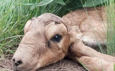 В ЗКО начался окот сайгаков