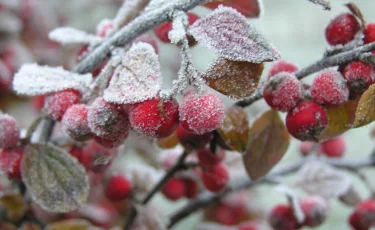 Еліміздің 5 өңірінде үсік жүреді