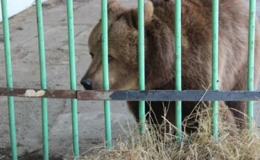 Қостанайдағы колонияда 15 жыл жазасын өтеген аю бостандыққа шықты