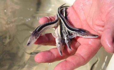 Осетровые в Казахстане получат генетический паспорт 