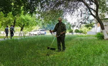 КСК Павлодара станут штрафовать за нескошенную траву во дворах