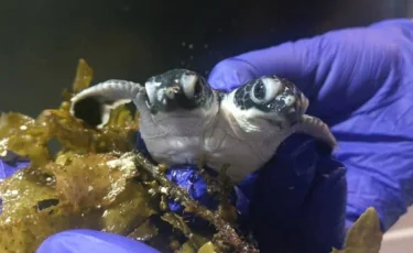 Аралдан екібасты тасбақа табылды