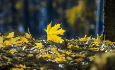 Алматы саябақтарында жапырақтар ерте сарғайып жатыр