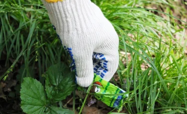 «Таза Алматы» экологиялық шарасын Алматы әкімі Бақытжан Сағынтаев бастайды