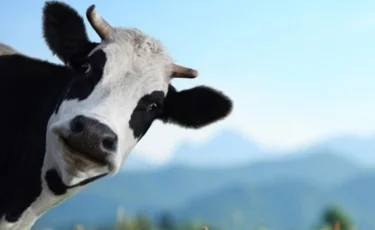 Мал ұрлығы ауыр қылмысқа жатқызылуы мүмкін