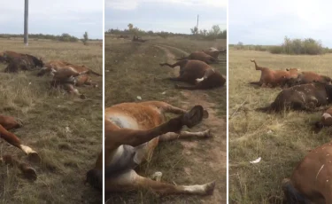 Нұр-Сұлтанда 30-ға жуық өлген жылқы табылды