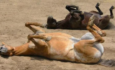 Нұр-Сұлтанда 28 жылқының неден қырылғаны белгілі болды