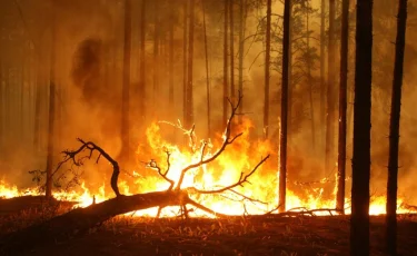 Баянауылдағы өртті сөндіруге 500 адам ат салысып жатыр