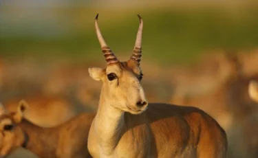 Батыс Қазақстан облысында мүйізі үшін киік аулағандар ұсталды