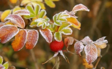 Еліміздің сегіз өңірде дабылды ескерту жарияланды