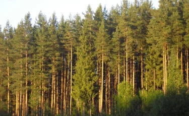 БҚО-да орман арасынан ер адамның денесі табылды 