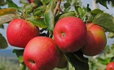 Алматыда Сиверс алмасын сақтап қалу мақсатында фестиваль өтті