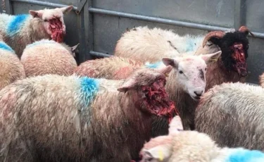 Тарбағатайда бір үйдің 70 қойын қасқыр жайратып кетті (видео)