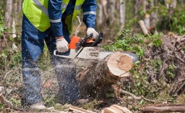 Алматыда апатты деп танылған ағаштар кесіліп жатыр
