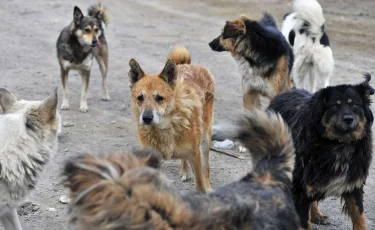 Огромный пустырь облюбовали бродячие собаки в микрорайоне Альмерек в Алматы