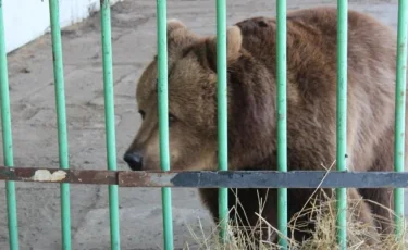 Торда 12 жыл өмір сүрген аю қарды алғаш рет көрді (видео) 