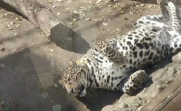 Алматы хайуанаттар бағы тастанды жануарлардың ордасына айналып барады