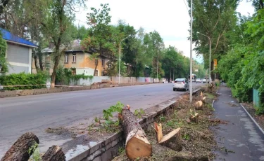 Проблемы озеленения Алматы обсудим сегодня вечером в программе "На особом контроле"