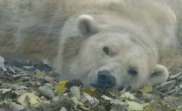 Зоозащитников пригласили в зверинец Алматы проверить состояние животных