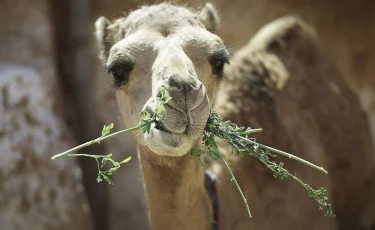Бойцы Нацгвардии помогли спасти тонувшего в грязи верблюжонка в Мангистау (видео)