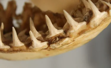 Скелет древней акулы обнаружили на западе Казахстана 