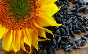 Орынборда кәсіпорын қызметкері тірідей шемішкіге көміліп, қаза тапты