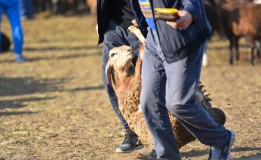 Көптеген мал ұрлығына полиция қызметкерлерінің қатысы бары анықталды