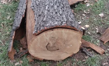 Спиленные деревья в парке панфиловцев были аварийными - компания "Гринлэнд"